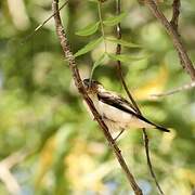 African Silverbill