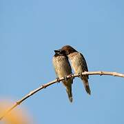 Scaly-breasted Munia