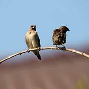 Scaly-breasted Munia