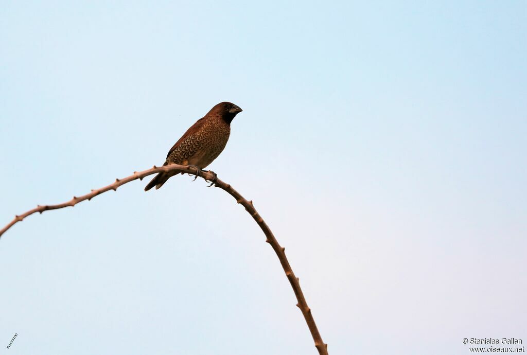 Scaly-breasted Munia