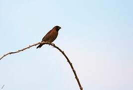 Scaly-breasted Munia