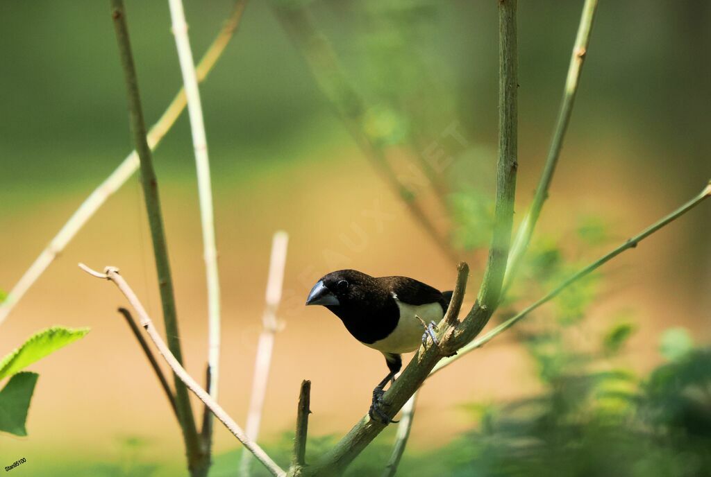 White-rumped Muniaadult breeding