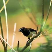 White-rumped Munia