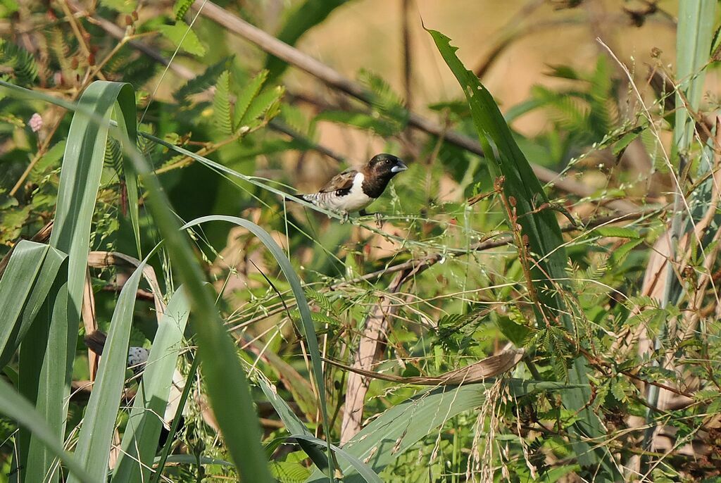 Bronze Mannikin male adult breeding