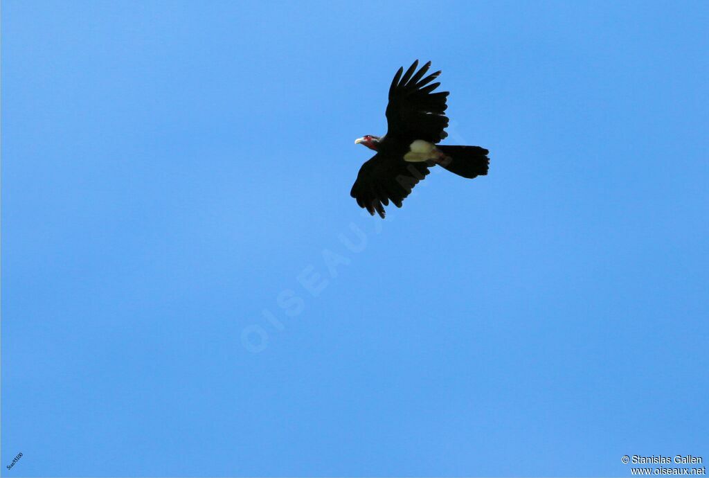 Caracara à gorge rougeadulte