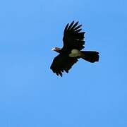 Red-throated Caracara