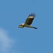 Caracara à tête jaune