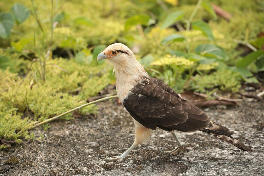 Yellow-headed Caracaraadult, close-up portrait, walking