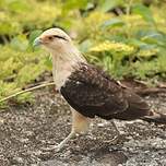 Caracara à tête jaune