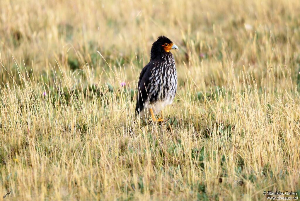 Carunculated Caracaraadult, walking, fishing/hunting