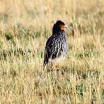 Caracara caronculé