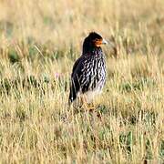 Carunculated Caracara