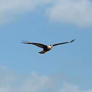 Northern Crested Caracara