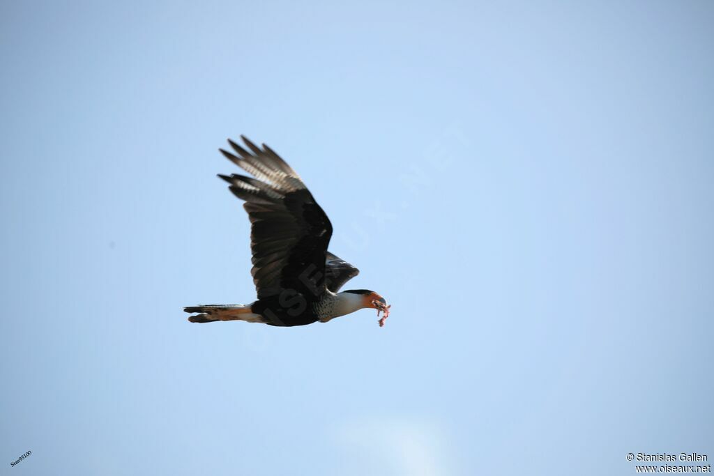 Crested Caracara (cheriway)adult, Flight