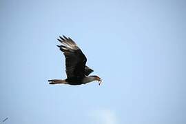 Crested Caracara (cheriway)