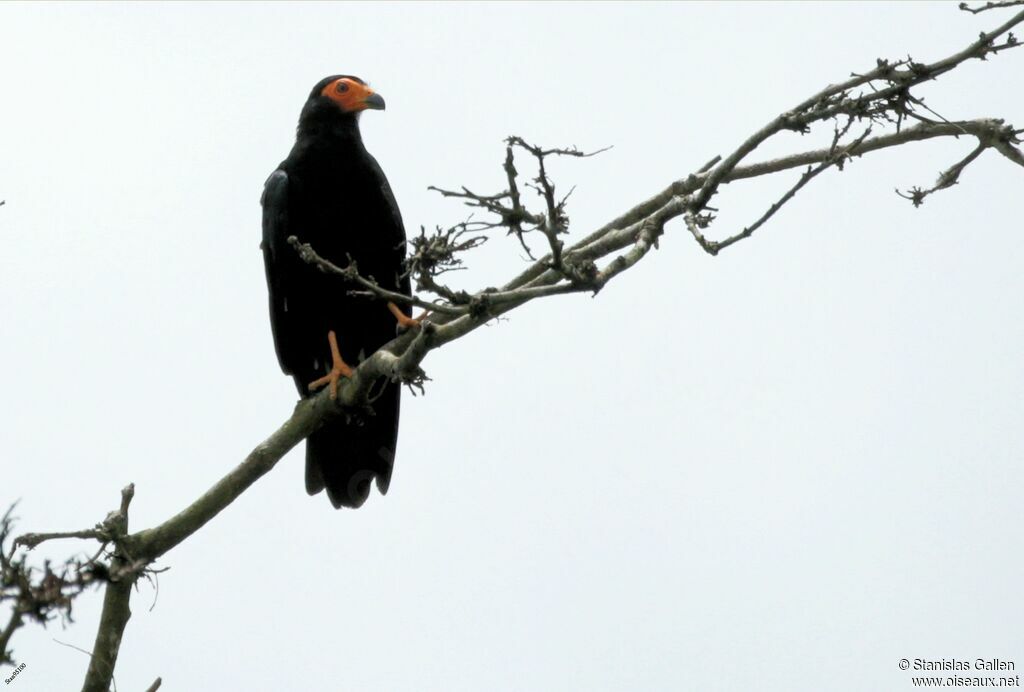 Caracara noiradulte