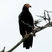 Black Caracara