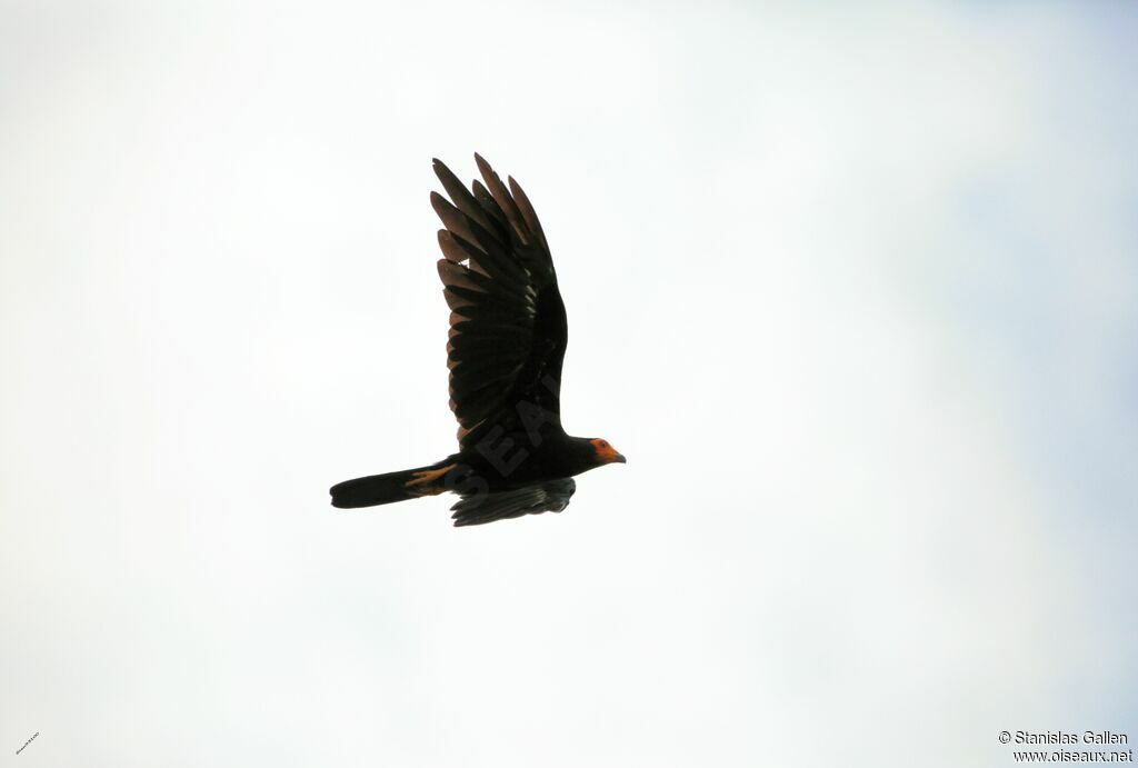 Black Caracaraadult, Flight