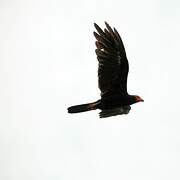 Black Caracara