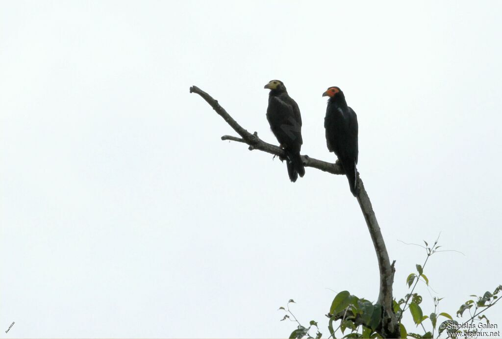 Caracara noir