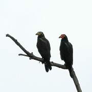 Black Caracara