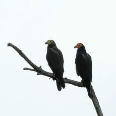 Caracara noir