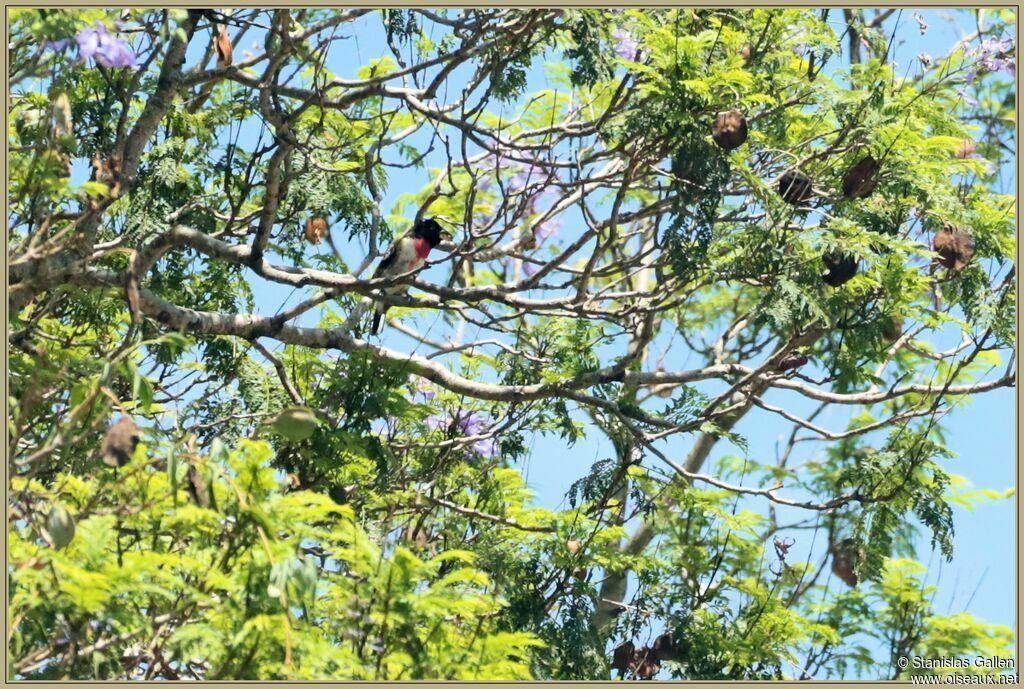 Cardinal à poitrine rose mâle adulte transition