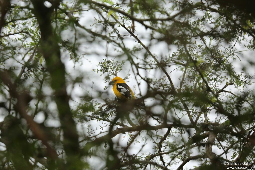 Golden Grosbeak male adult