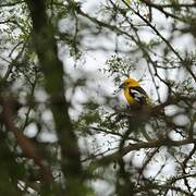 Golden Grosbeak