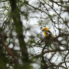 Cardinal à tête jaune