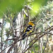 Golden Grosbeak