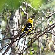 Golden Grosbeak