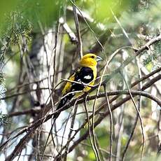 Cardinal à tête jaune