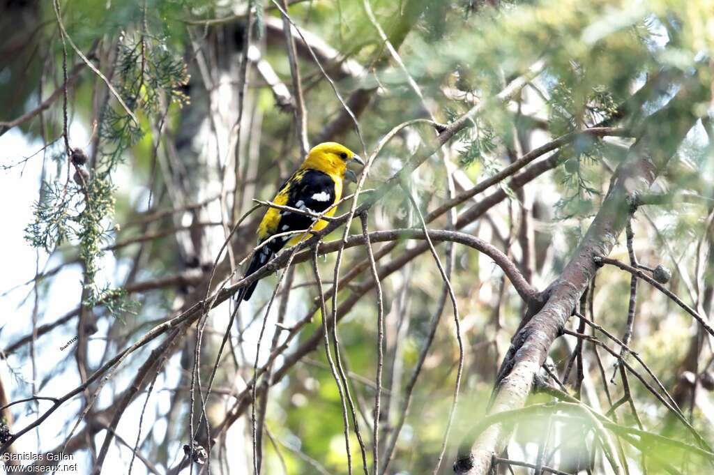 Golden Grosbeak male adult, habitat