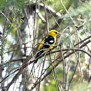 Golden Grosbeak