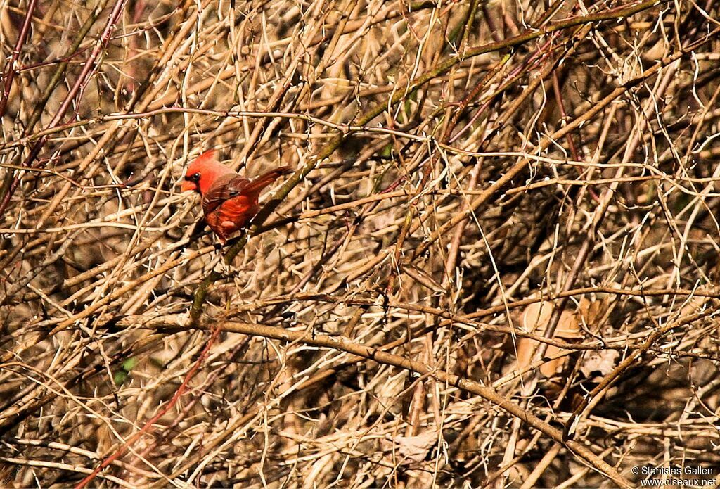 Cardinal rouge mâle adulte, portrait