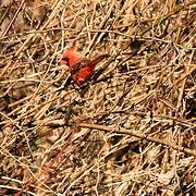 Northern Cardinal