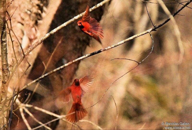 Cardinal rouge mâle, Vol