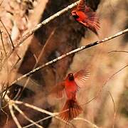 Northern Cardinal