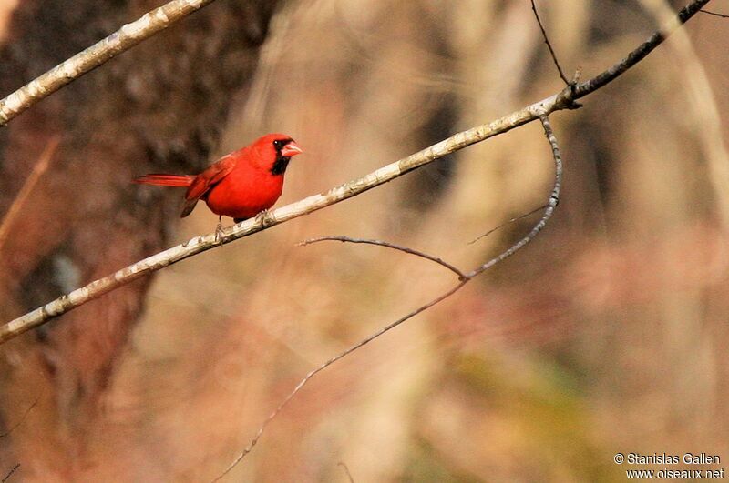 Cardinal rouge mâle adulte, portrait