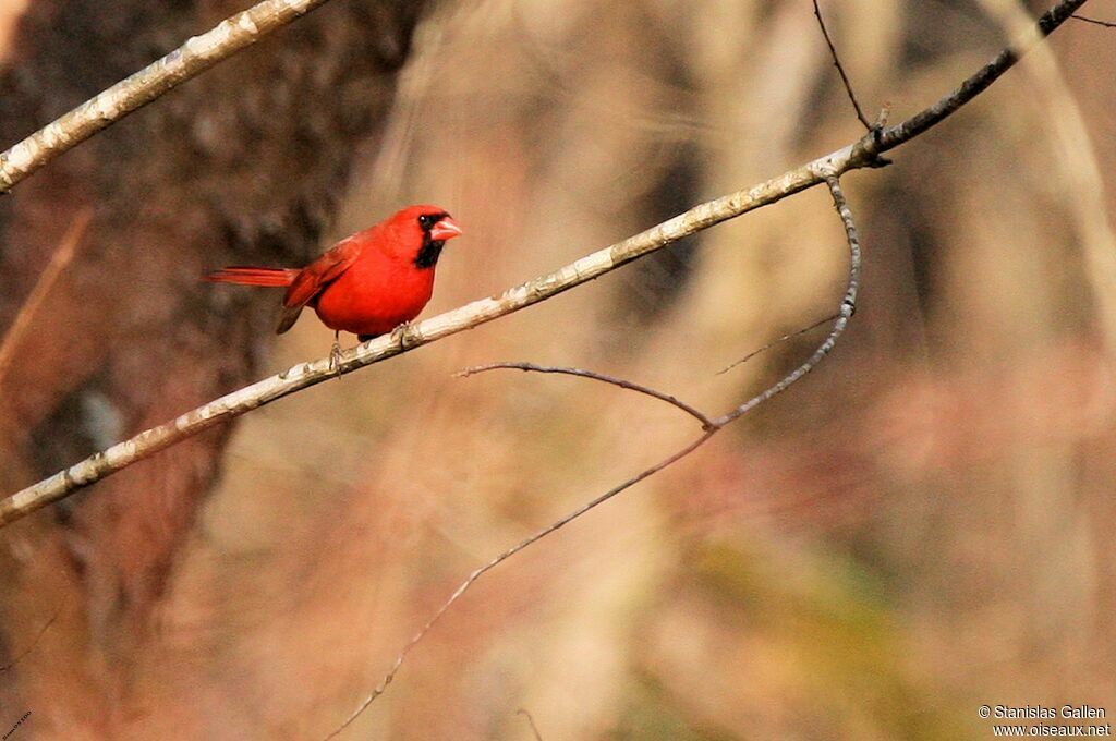 Northern Cardinal male adult, close-up portrait