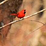 Cardinal rouge