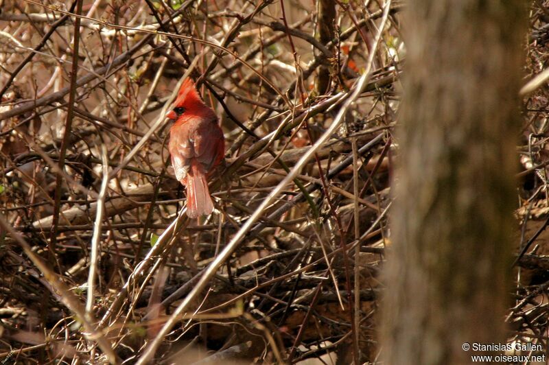 Cardinal rouge mâle adulte, portrait