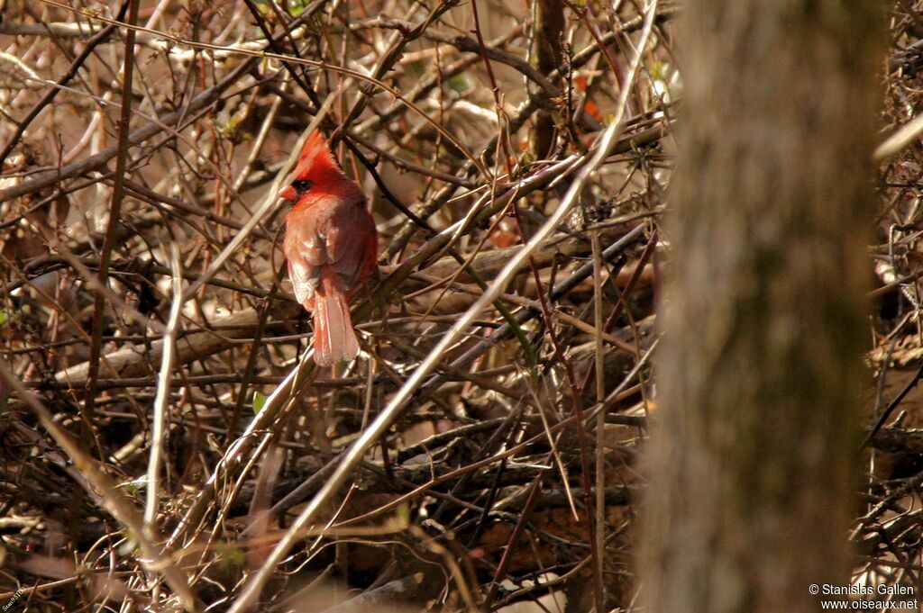 Northern Cardinal male adult, close-up portrait