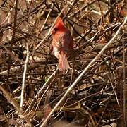 Northern Cardinal