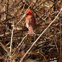 Cardinal rouge