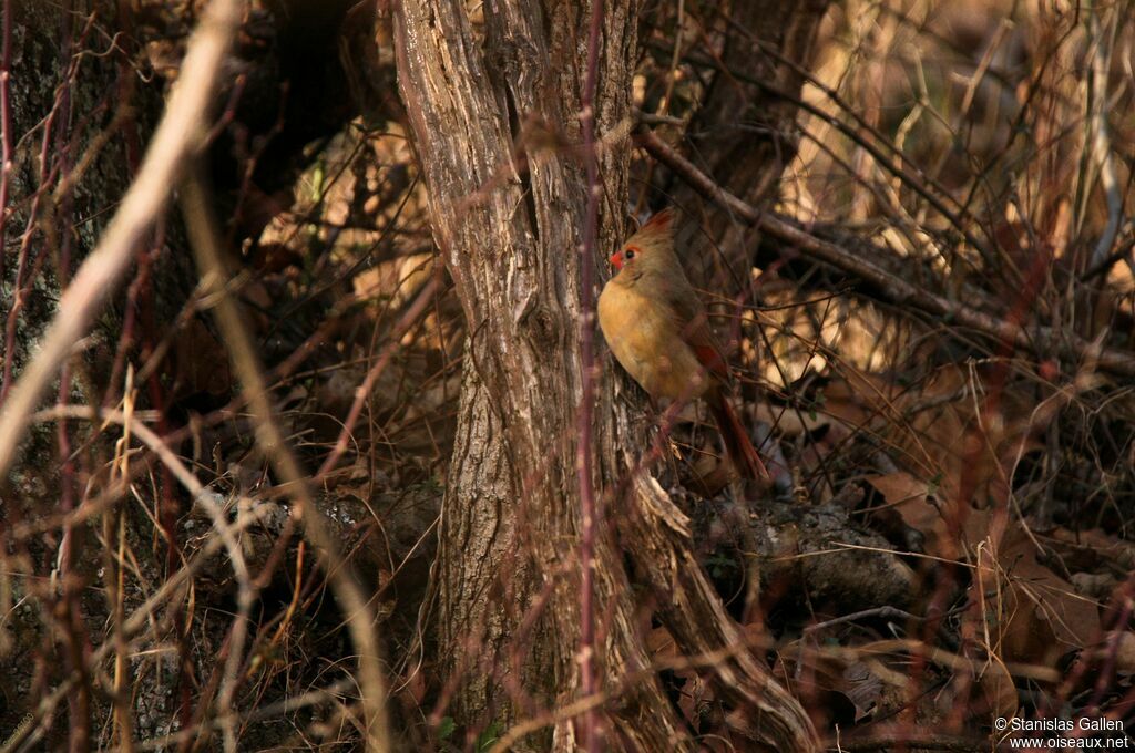 Cardinal rouge