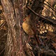 Northern Cardinal