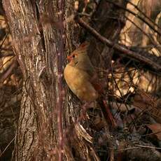 Cardinal rouge