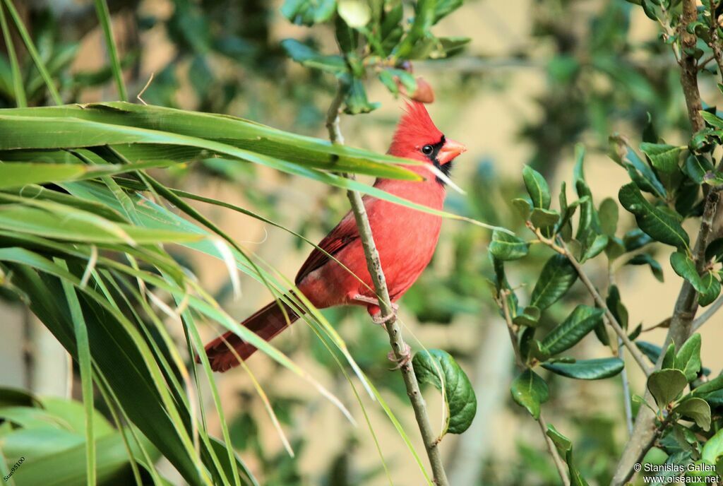 Northern Cardinal male adult transition, close-up portrait